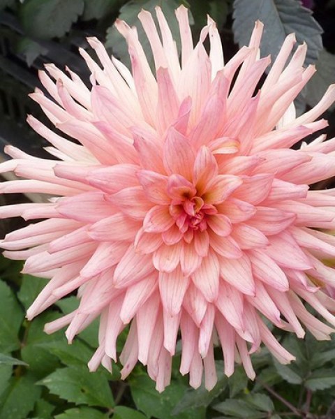 Dahlia Preference